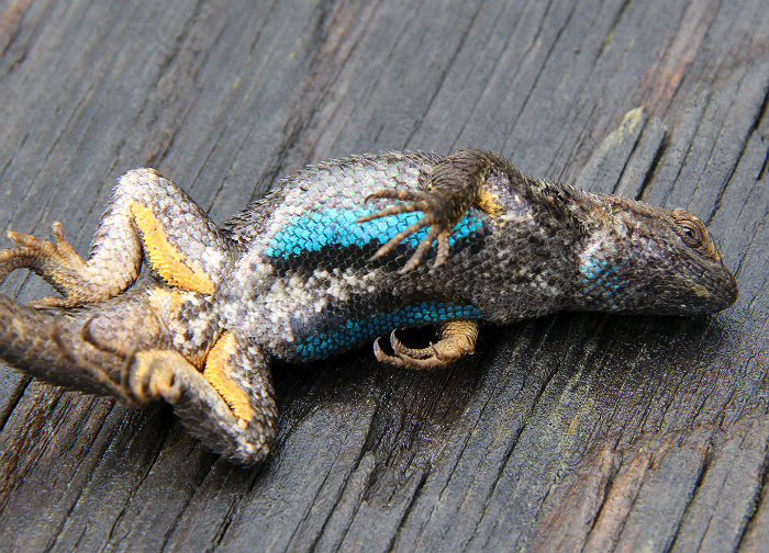 Western Fence Lizard